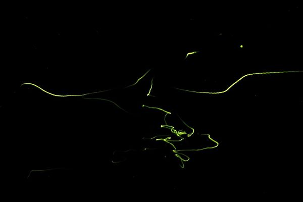 日本・東伊豆「東伊豆の旅」の写真：大川竹ヶ沢公園では6/11まで「ほたる観...