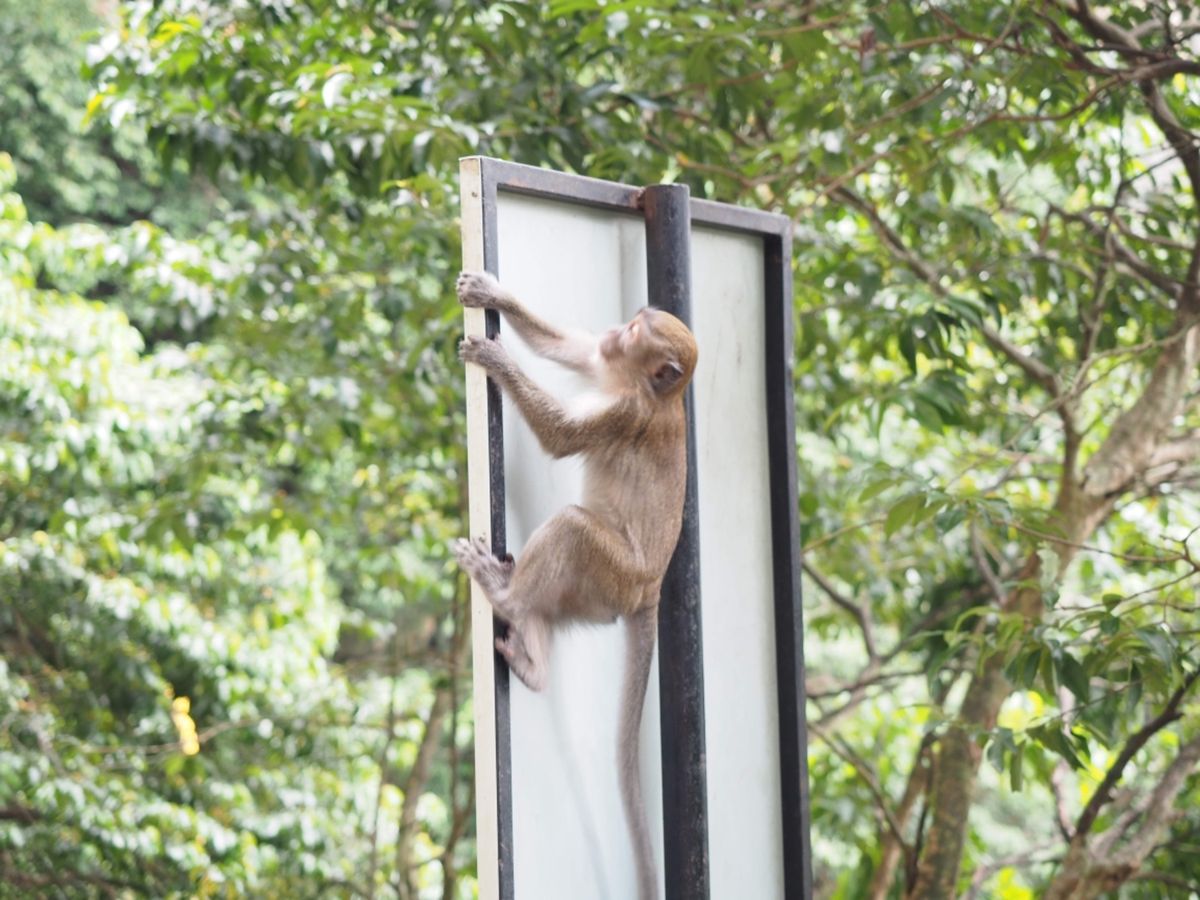 洞窟の中にあるヒンドゥー教の寺院。カラフルな階段が印象的でした。