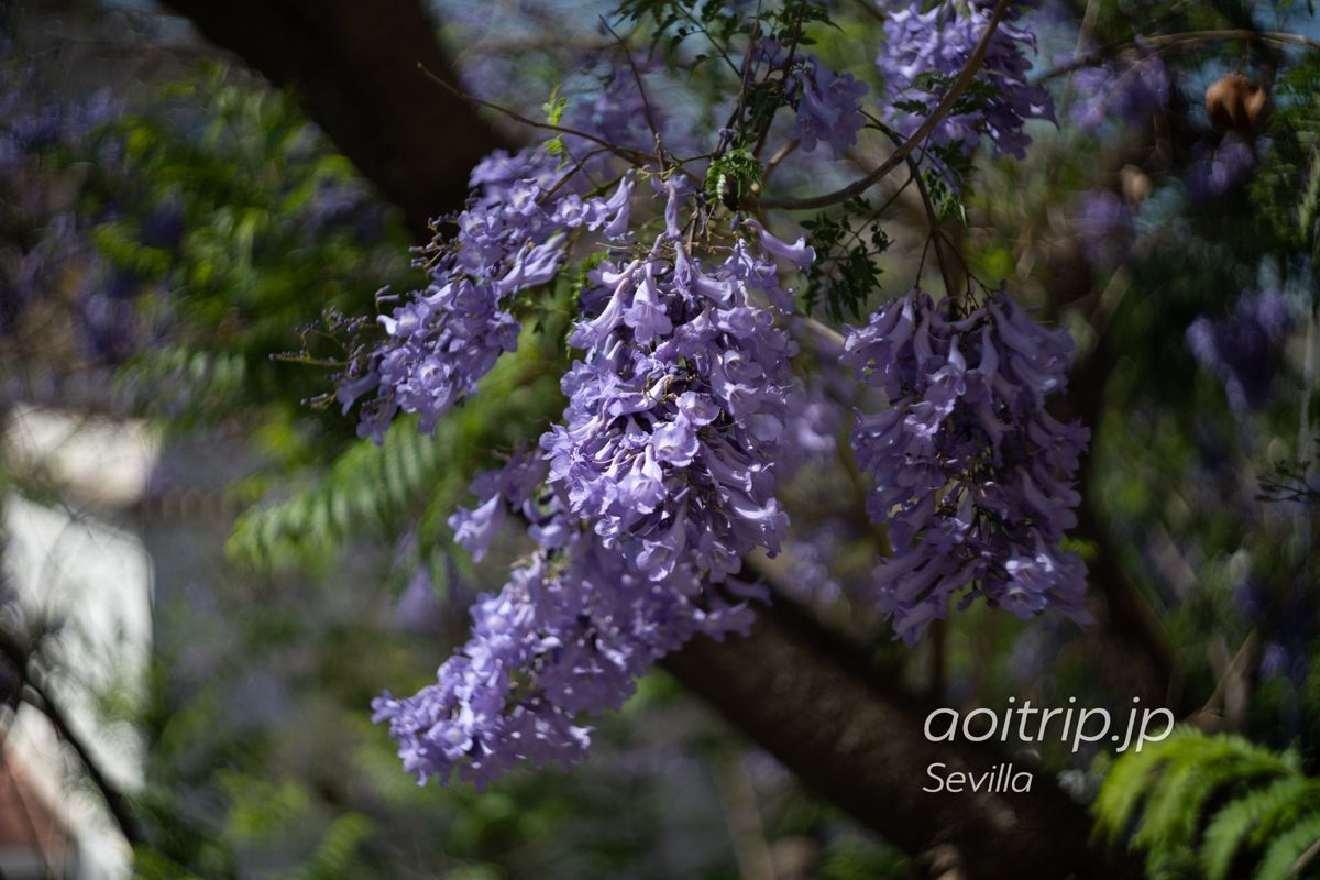 「世界三大花木」のひとつ、ジャカランダ‬﻿
‪﻿‬﻿
‪スペイン南部セビー...
