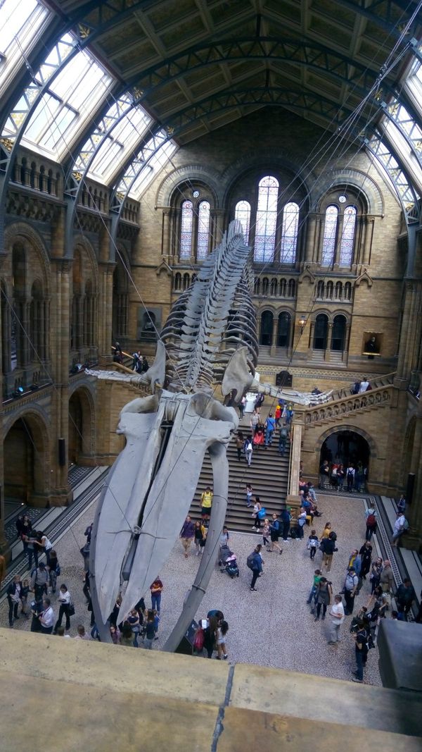 イギリス(英国)・ロンドン「ロンドン映画ロケ地巡りの旅」の写真：🎥映画「パディントン」🎬で使われた自然史...