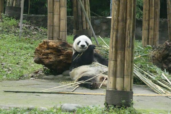 中国・成都「成都」の写真：シャンシャンのおばあちゃん英英