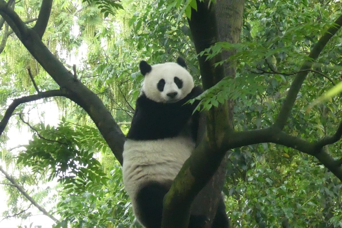 照美