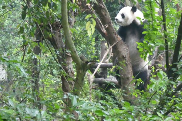 中国・成都「成都」の写真：陽浜
