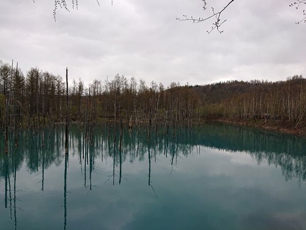 日本・富良野「富良野」の写真：天気が悪くて実際には全然青くなかった青い池