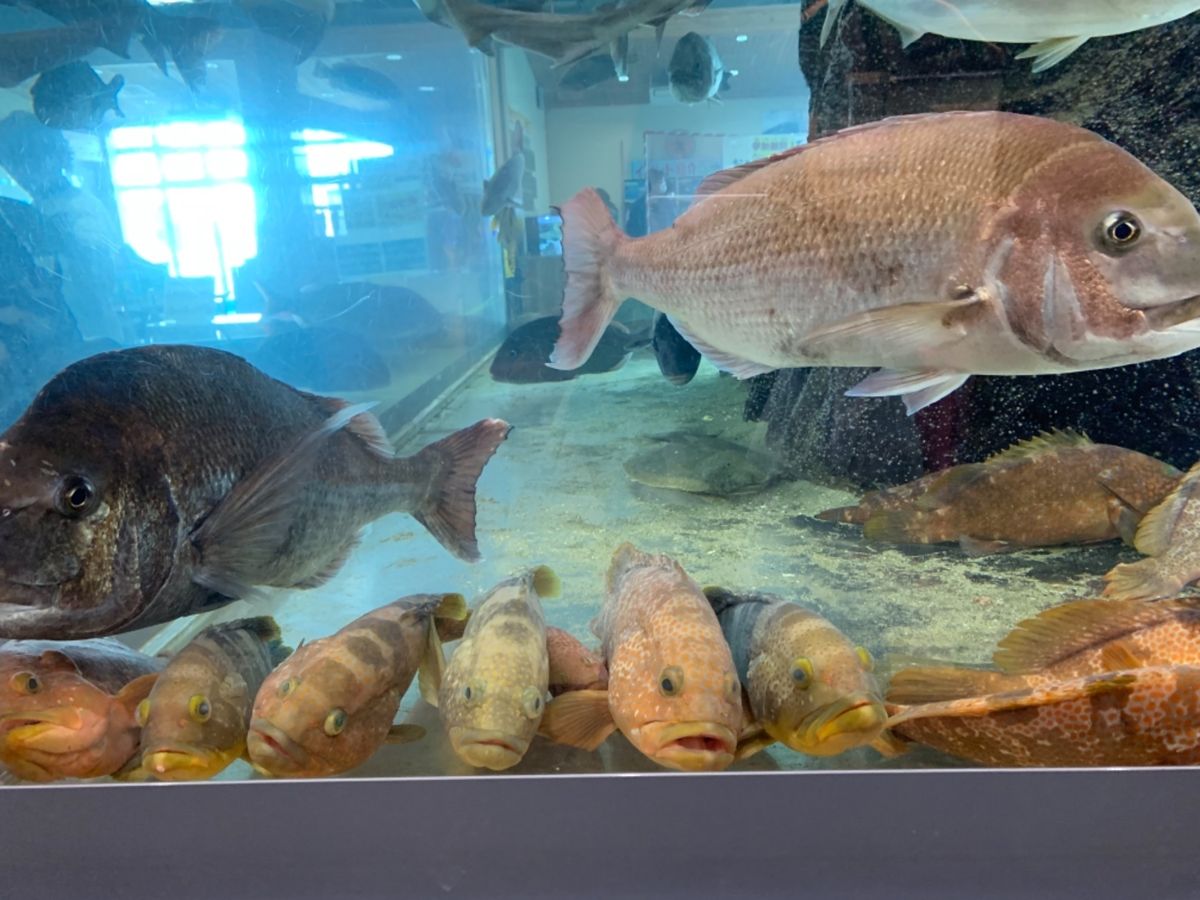 かにっこ館🦀
さかなクンも訪れたという。
鳥取に水族館があるかなと調べ...