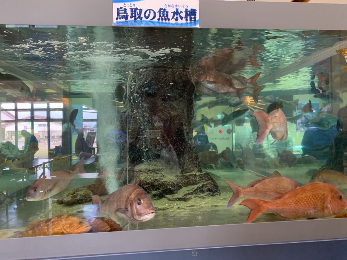かにっこ館🦀
さかなクンも訪れたという。
鳥取に水族館があるかなと調べ...