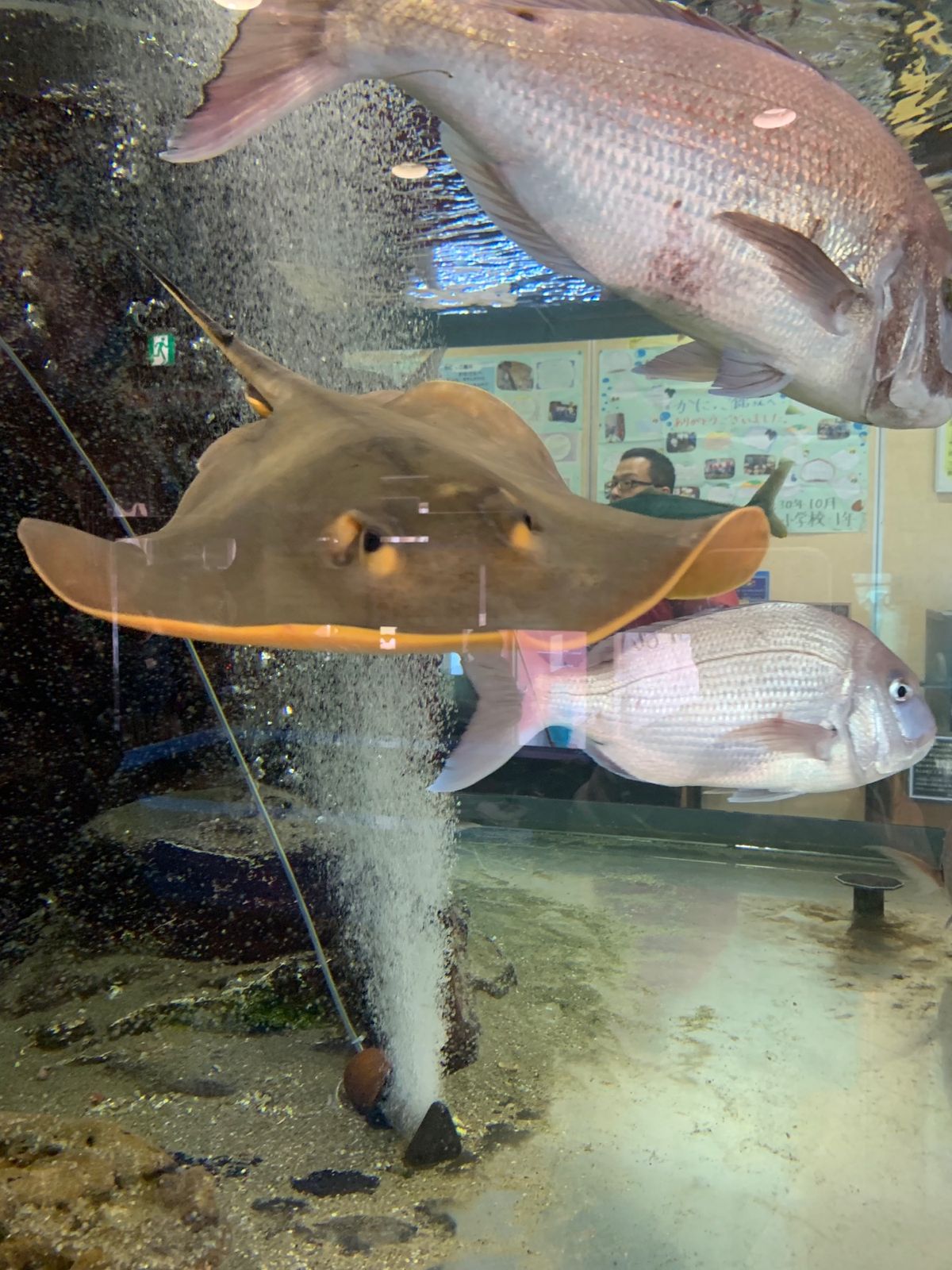 かにっこ館🦀
さかなクンも訪れたという。
鳥取に水族館があるかなと調べ...