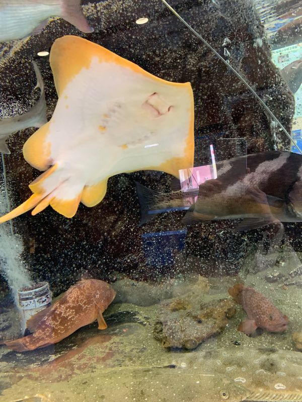 日本・鳥取県、大阪府「鳥取」の写真