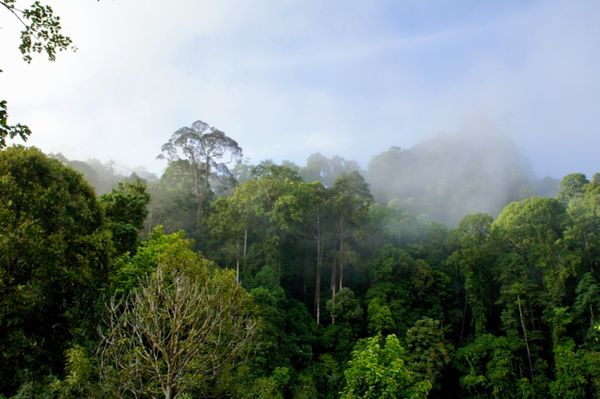 マレーシア・コタキナバル「ボルネオの旅」の写真