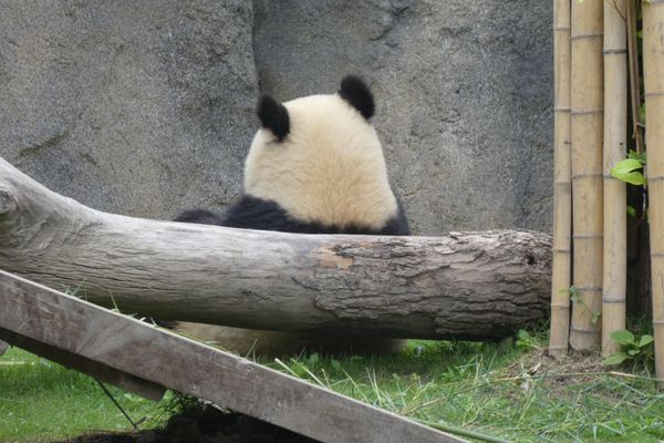 中国・上海「上海」の写真：上海野生動物園パンダ