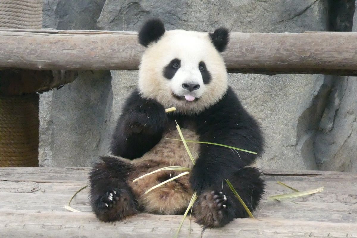 上海野生動物園パンダ