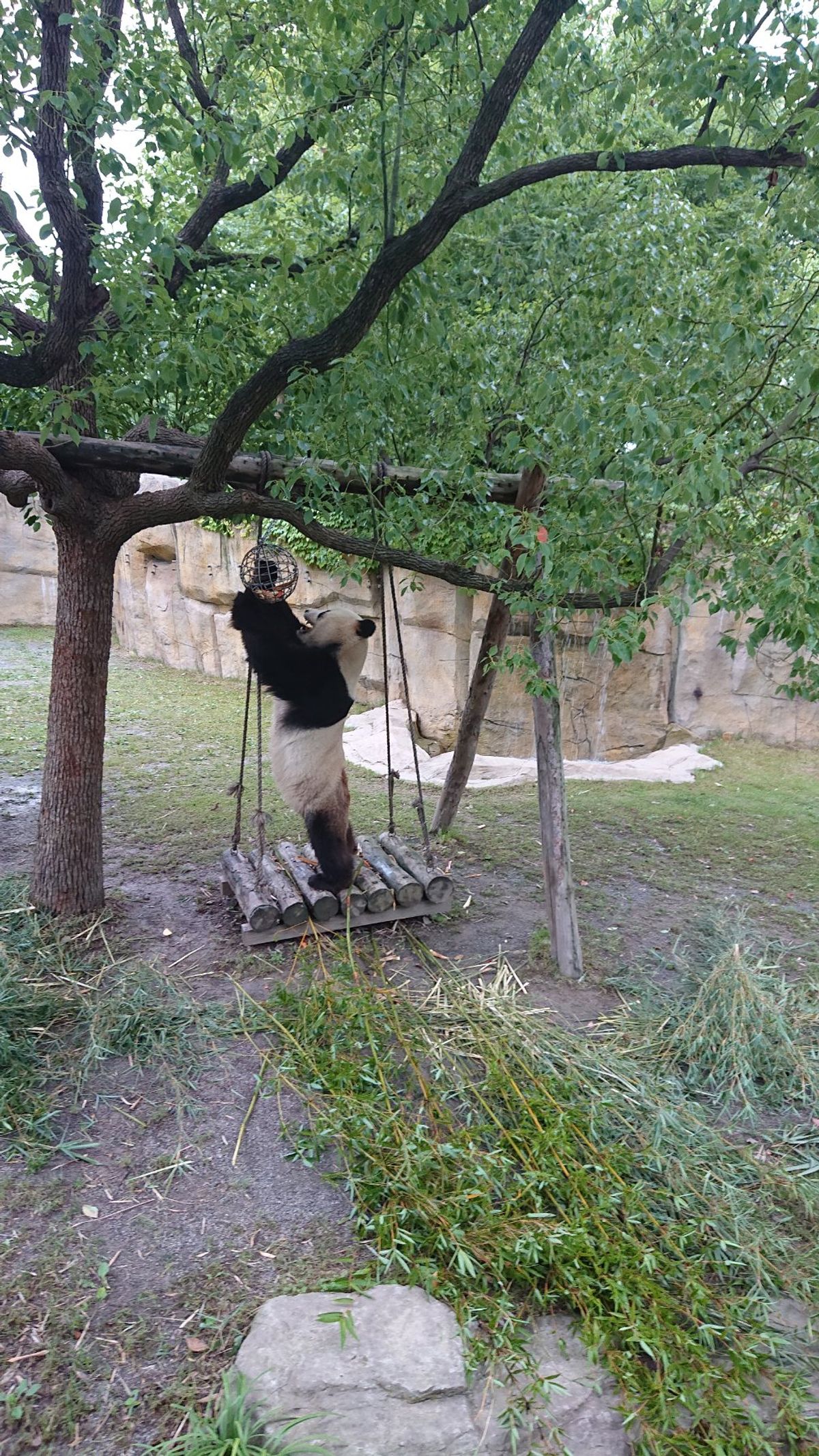 上海野生動物園パンダ