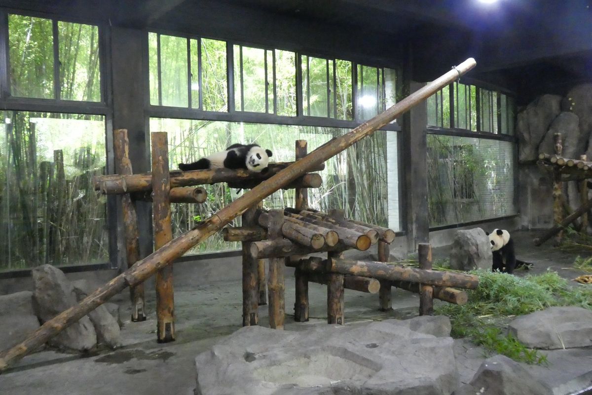 上海野生動物園パンダ