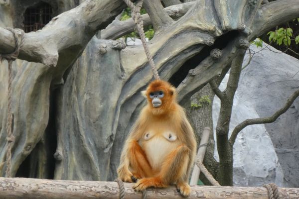 中国・上海「上海」の写真：上海野生動物園
金色の猿キンシコウと派手...