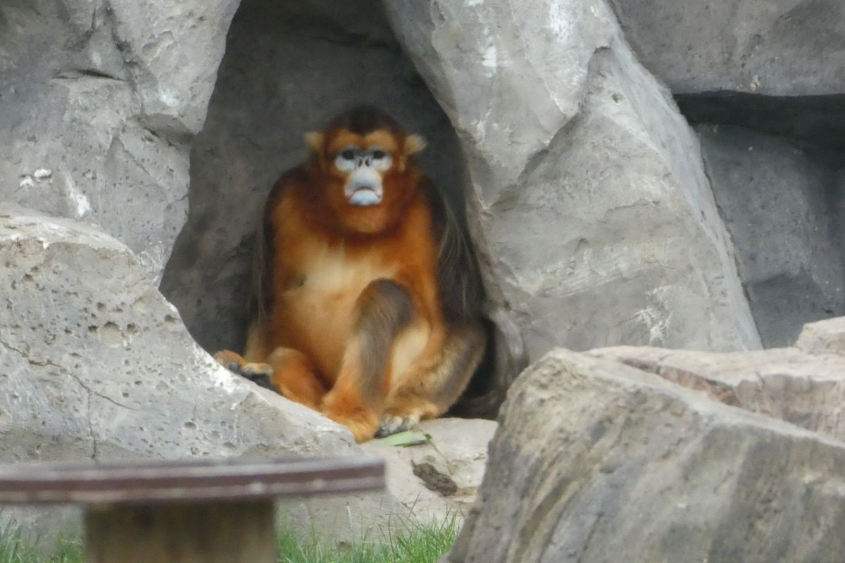 上海野生動物園
金色の猿キンシコウと派手でかっこいいマンドリル。