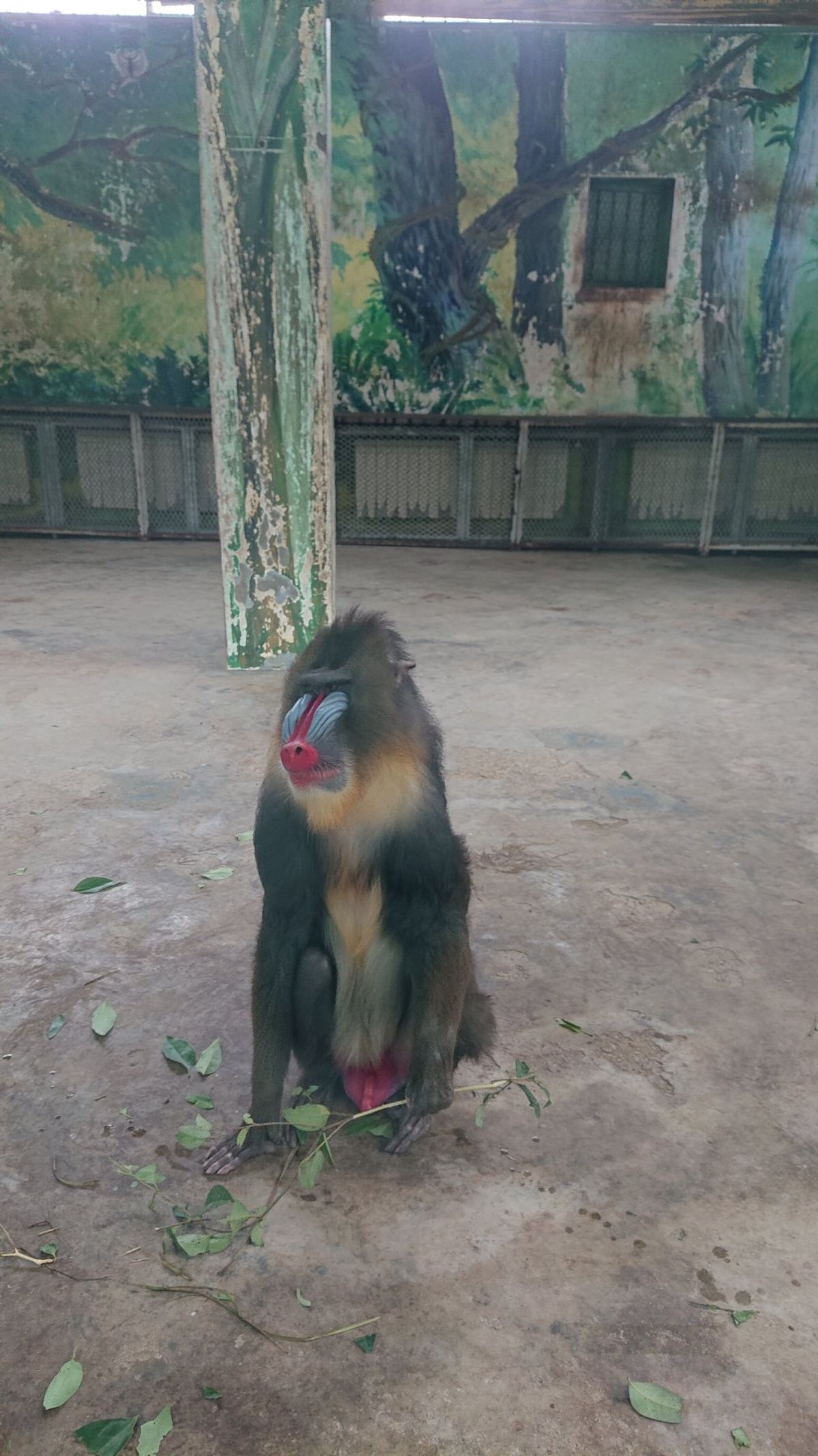 上海野生動物園
金色の猿キンシコウと派手でかっこいいマンドリル。