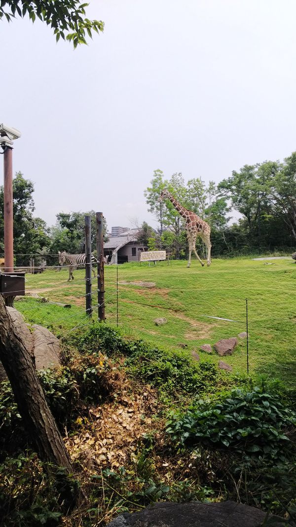 日本・大阪「大阪」の写真：天王寺動物園