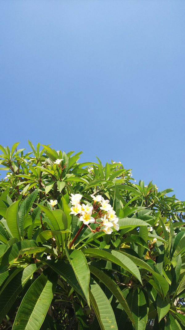 フィリピン・セブ「セブ」の写真：マクタン島