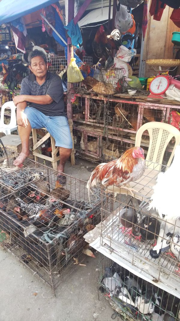 フィリピン・セブ「セブ」の写真：マーケット