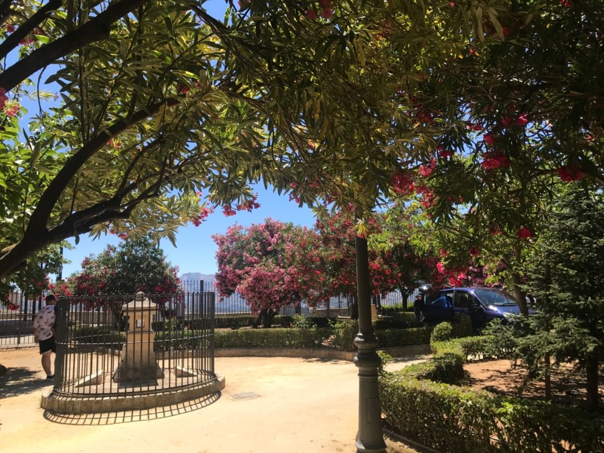 ロンダの公園。猫ちゃんが涼んでる。歩き疲れてサングリア。