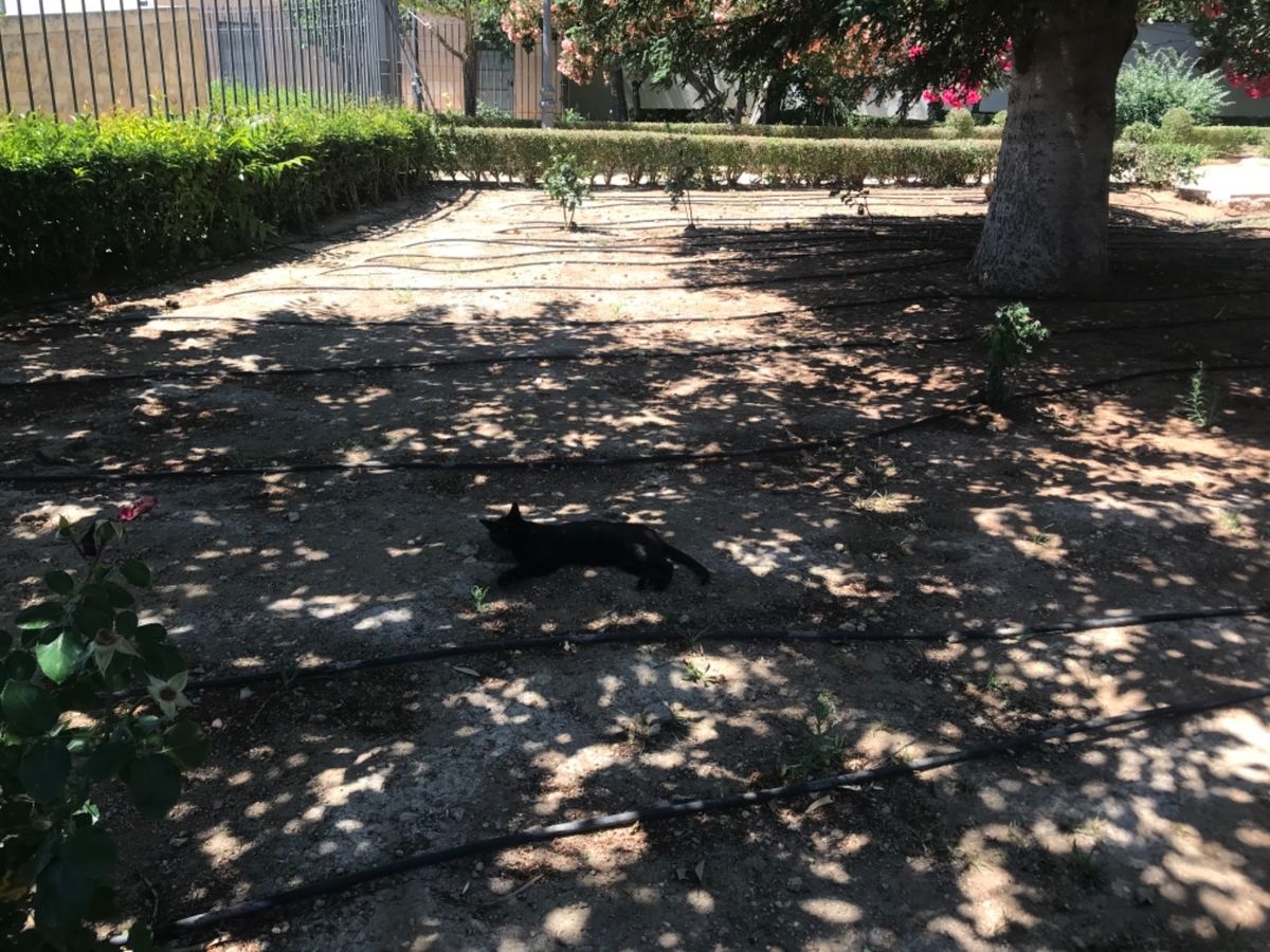 ロンダの公園。猫ちゃんが涼んでる。歩き疲れてサングリア。
