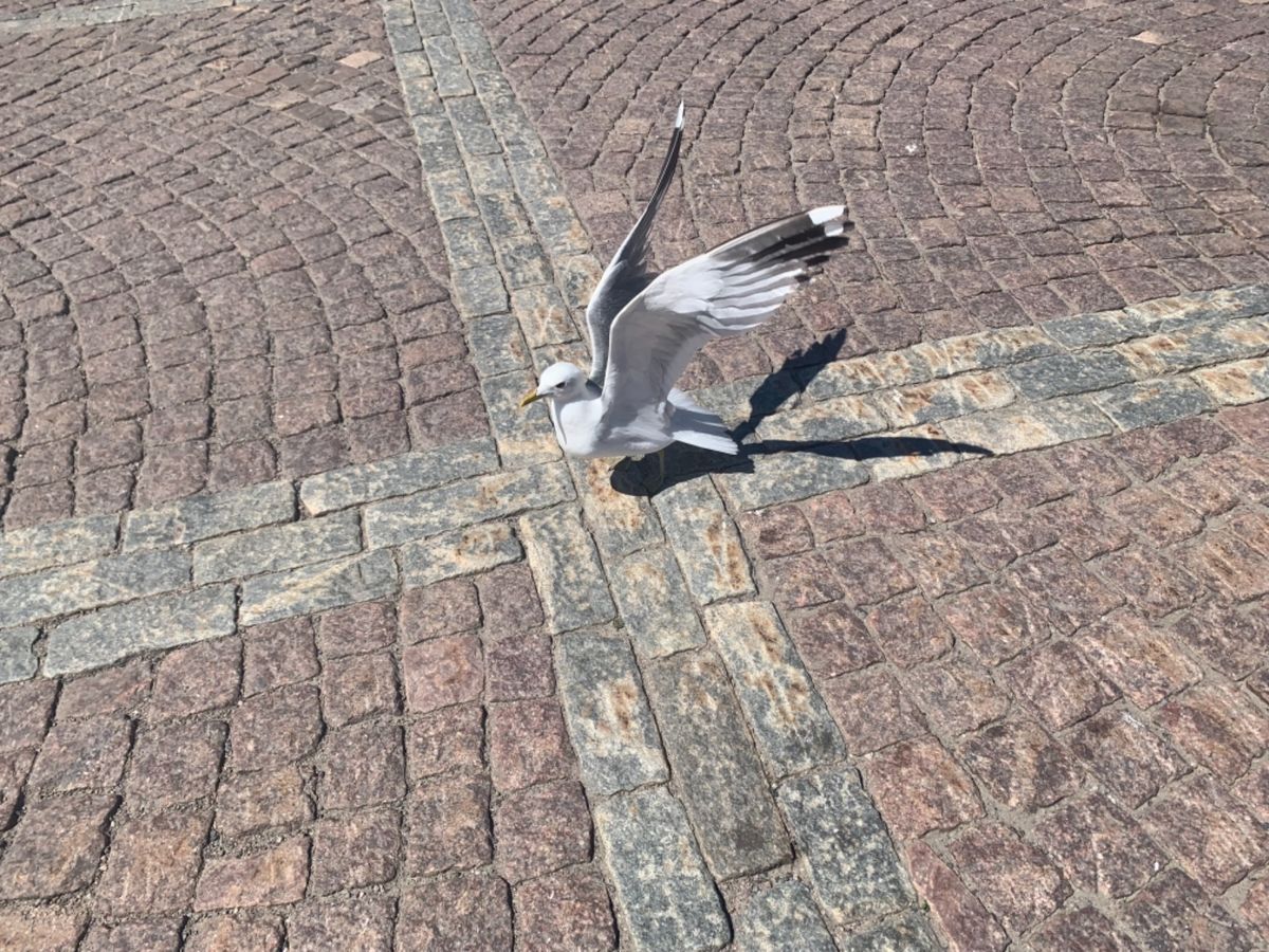 ヘルシンキ大聖堂
陽射しの強さがお分かりいただけるかと思います