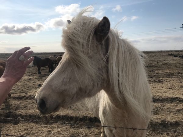 アイスランド「アイスランド🇮🇸新婚旅行」の写真：イケメンアイスランドホースとグトルフォスの滝