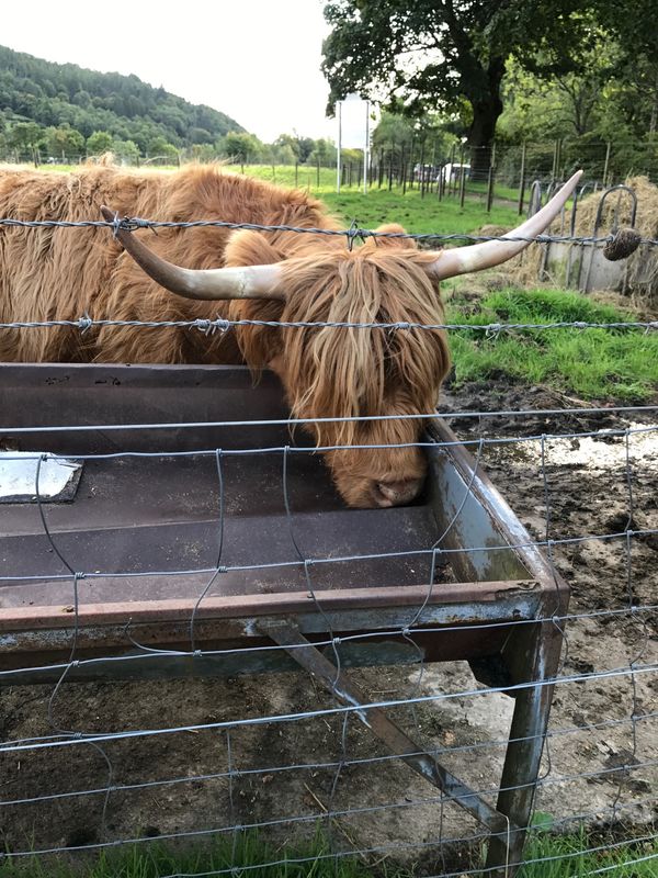イギリス(英国)・エディンバラ「スコットランド」の写真：ネス湖へ行く道中