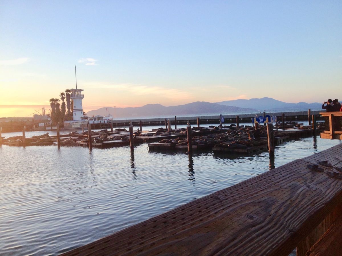 写真が下手で分かりにくいですが大量のアシカ！