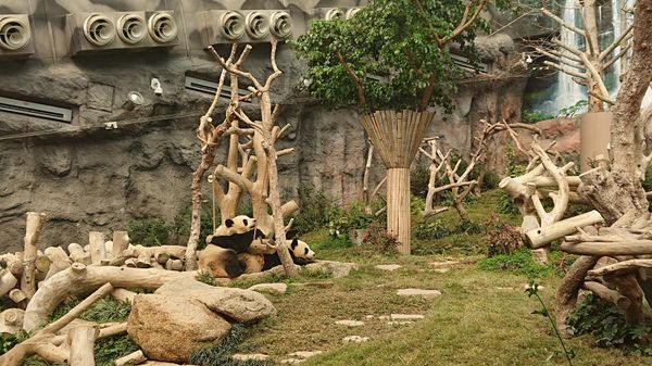 マカオ・マカオ「マカオ」の写真：マカオのパンダ