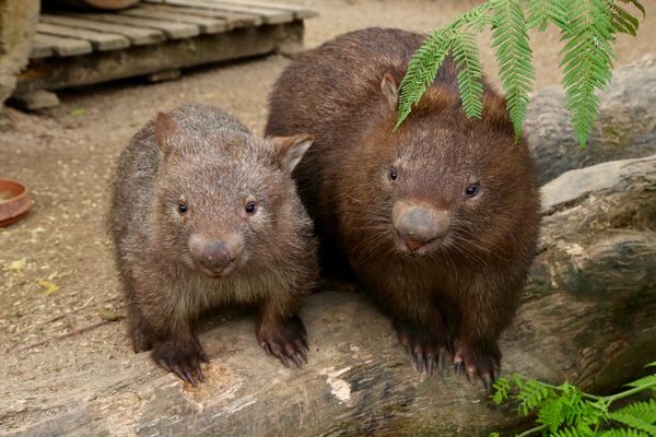 オーストラリア連邦・ケアンズ「ケアンズ」の写真