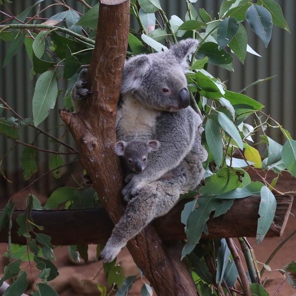 オーストラリア連邦・ケアンズ「ケアンズ」の写真