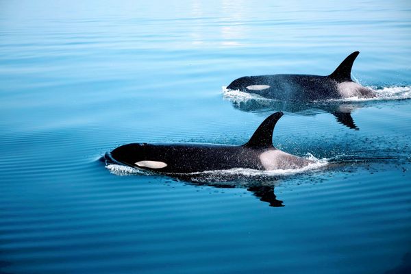 日本・羅臼「シャチ撮影旅行（羅臼）」の写真：シャチの親子