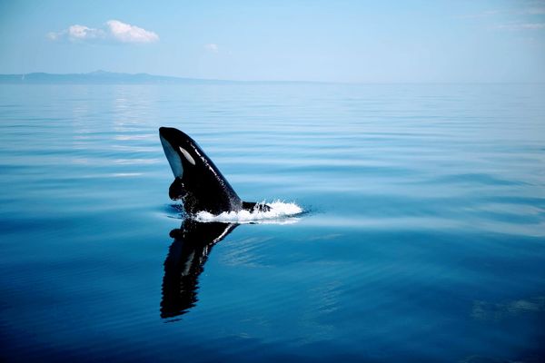 日本・羅臼「シャチ撮影旅行（羅臼）」の写真：スパイホップ