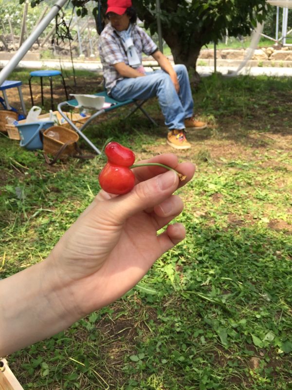 日本「山梨」の写真