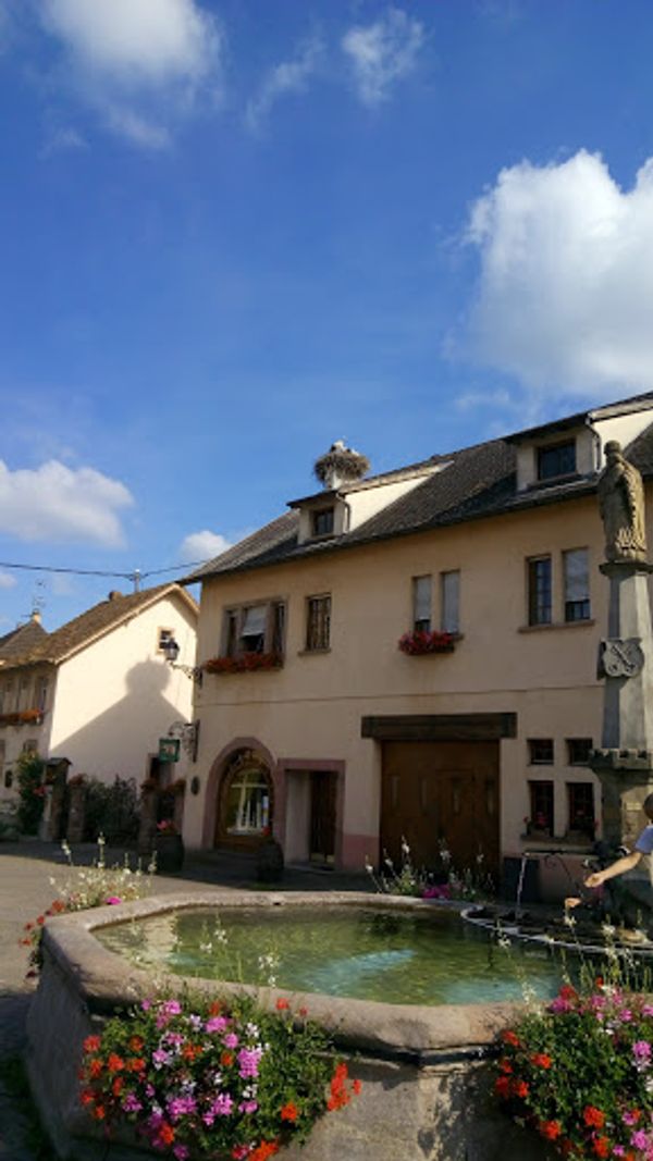 フランス・リクヴィール「アルザスワイン街道を巡る旅」の写真：エギスハイムは、コウノトリが生息する村で...