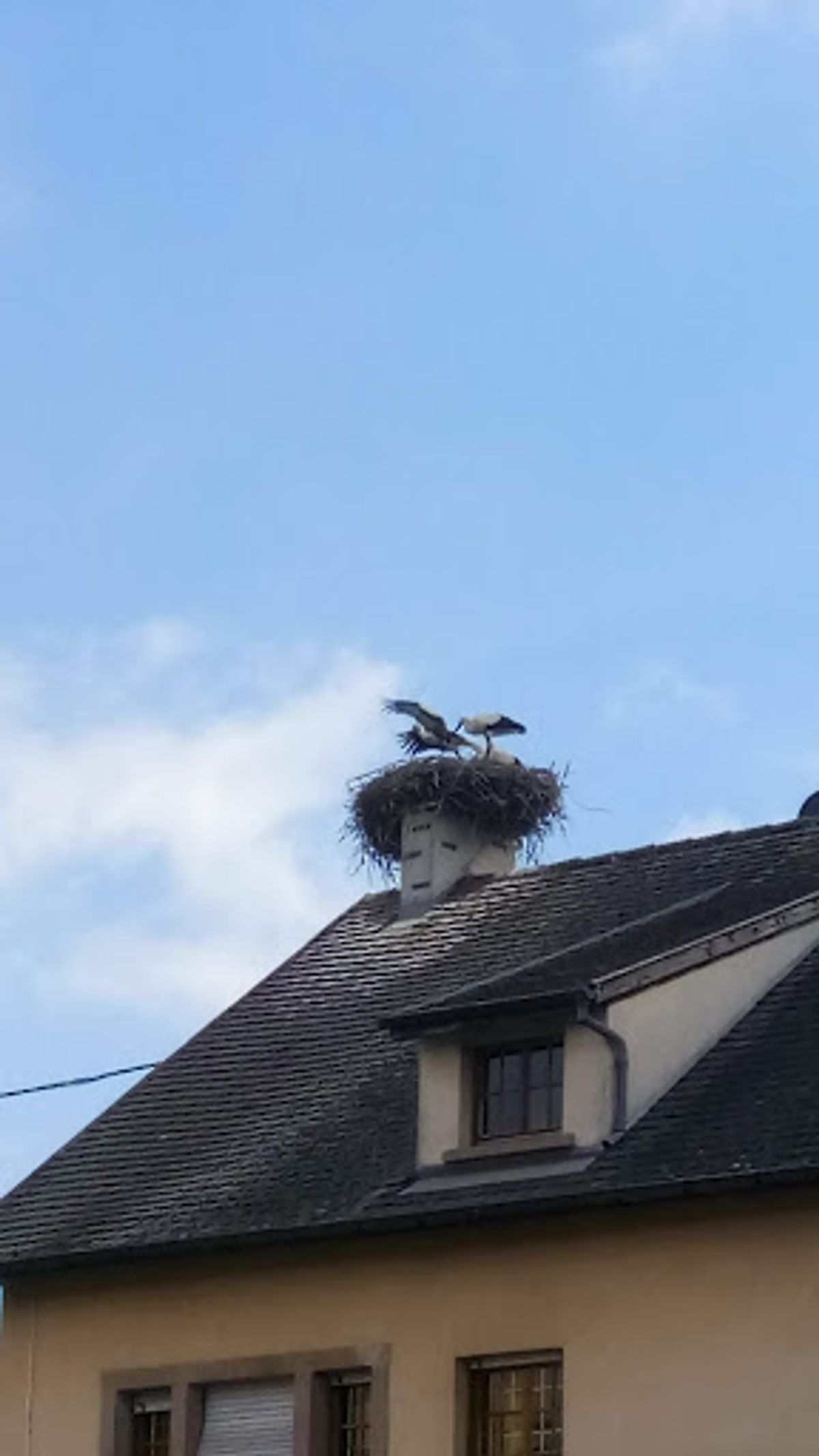 エギスハイムは、コウノトリが生息する村です。
リクヴィールでも見かけました...