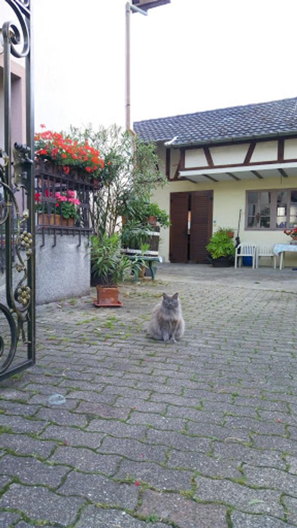 フランス・リクヴィール「アルザスワイン街道を巡る旅」の写真：可愛いねこちゃん達にも会えました♪