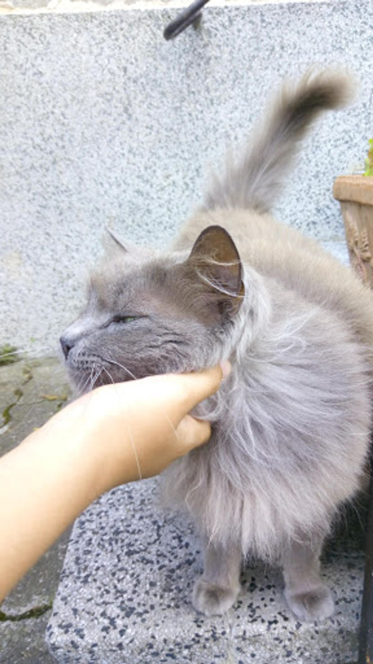 可愛いねこちゃん達にも会えました♪