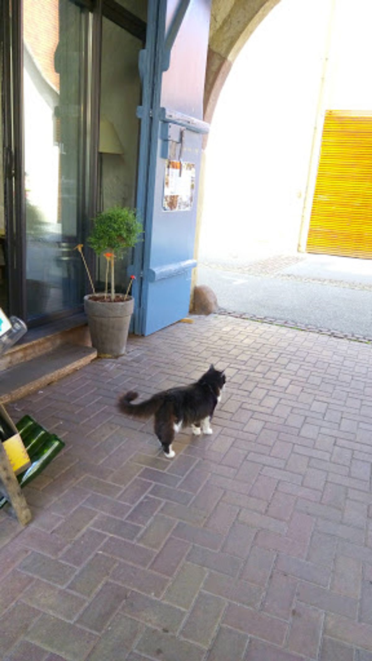 可愛いねこちゃん達にも会えました♪