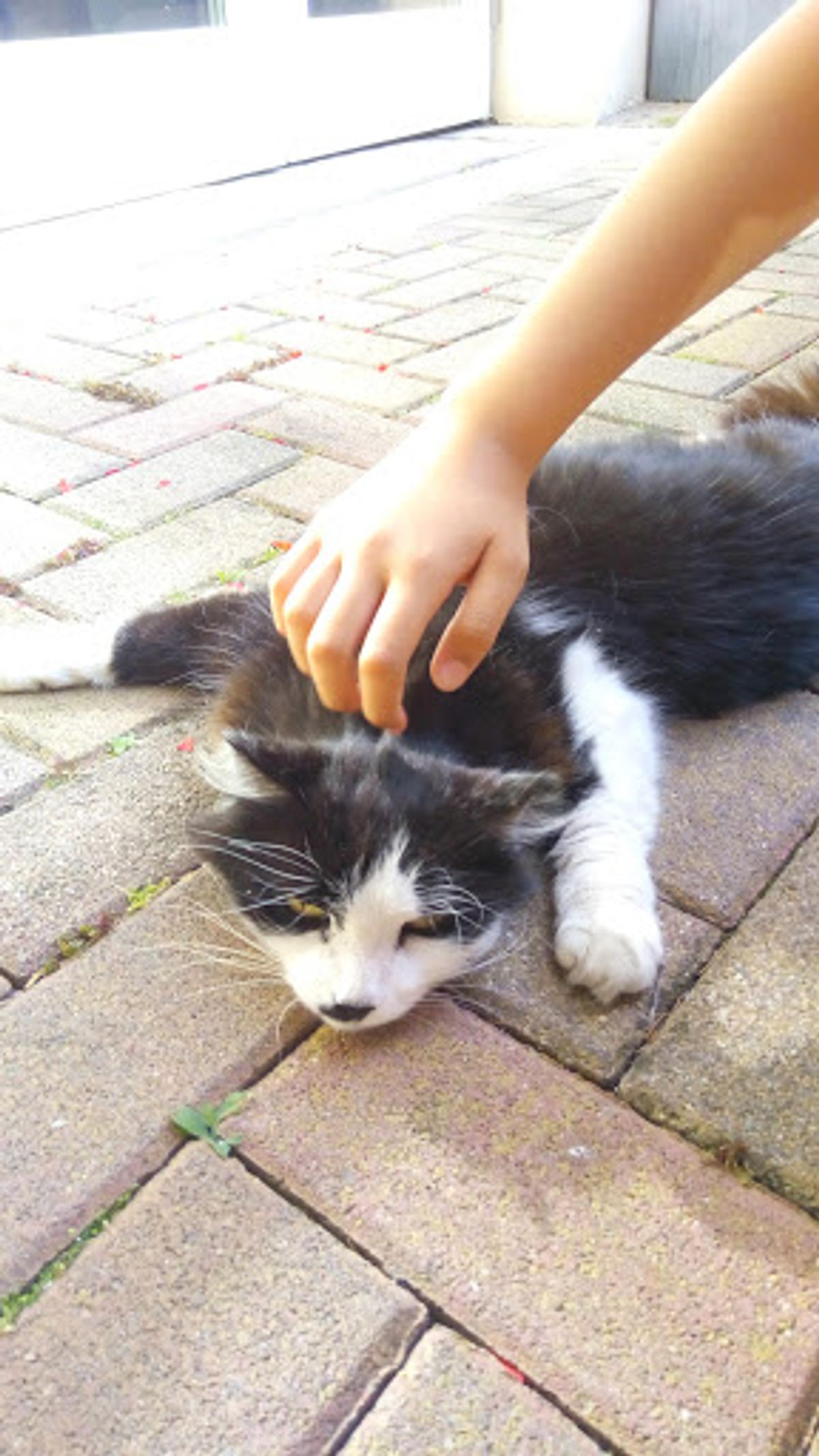 可愛いねこちゃん達にも会えました♪