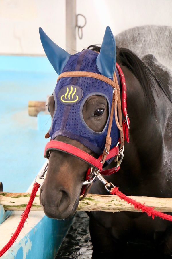 日本・いわき市「福島いわきの旅」の写真：JRAリハビリセンター
プール調教後に温...