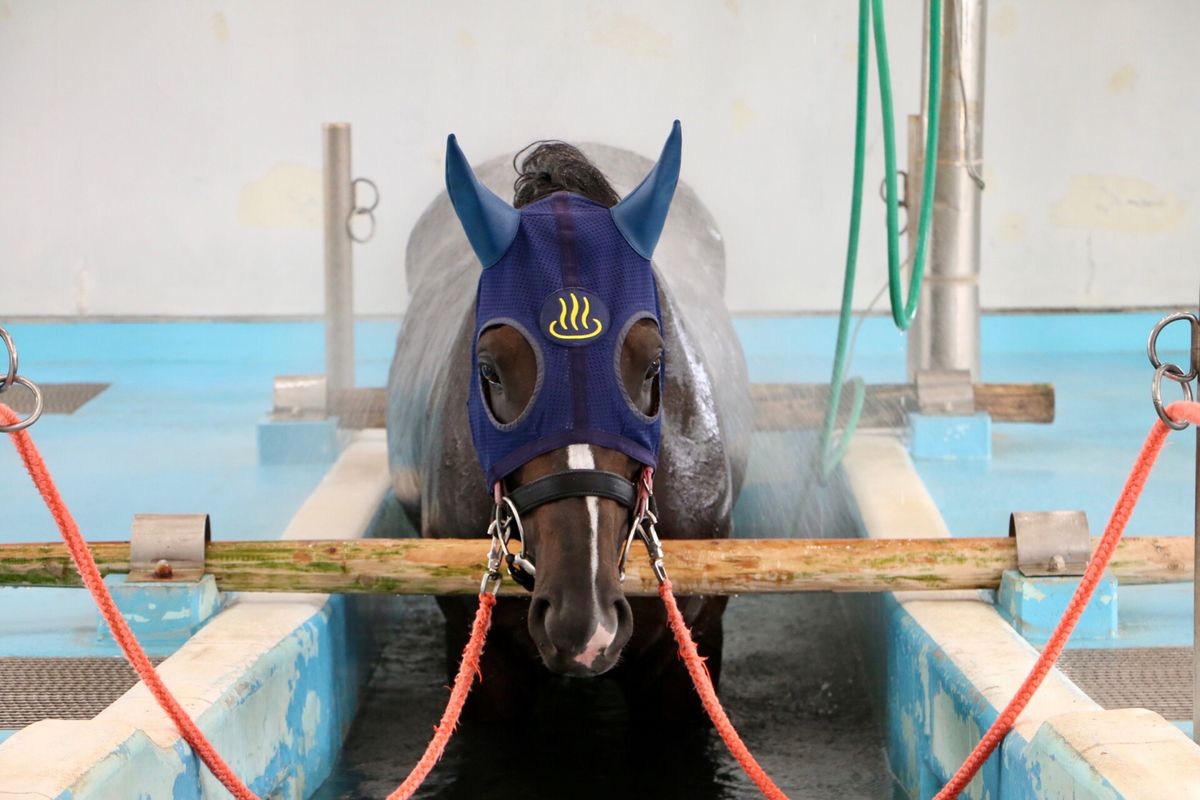 JRAリハビリセンター
プール調教後に温泉に入れます♨️