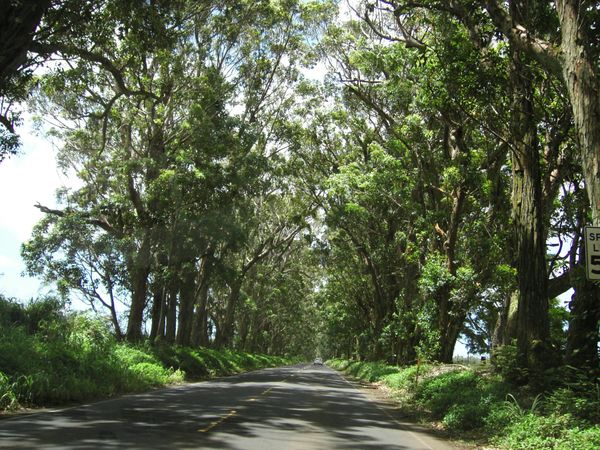 アメリカ(米国)・ハワイ(カウアイ)「初のカウアイ島」の写真