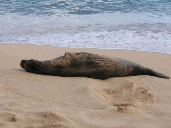 アメリカ(米国)・ハワイ(カウアイ)「初のカウアイ島」の写真