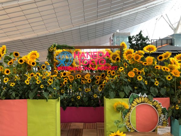 日本・東京「羽田国際空港」の写真：旅には欠かせない羽田空港
ひまわりのイ...