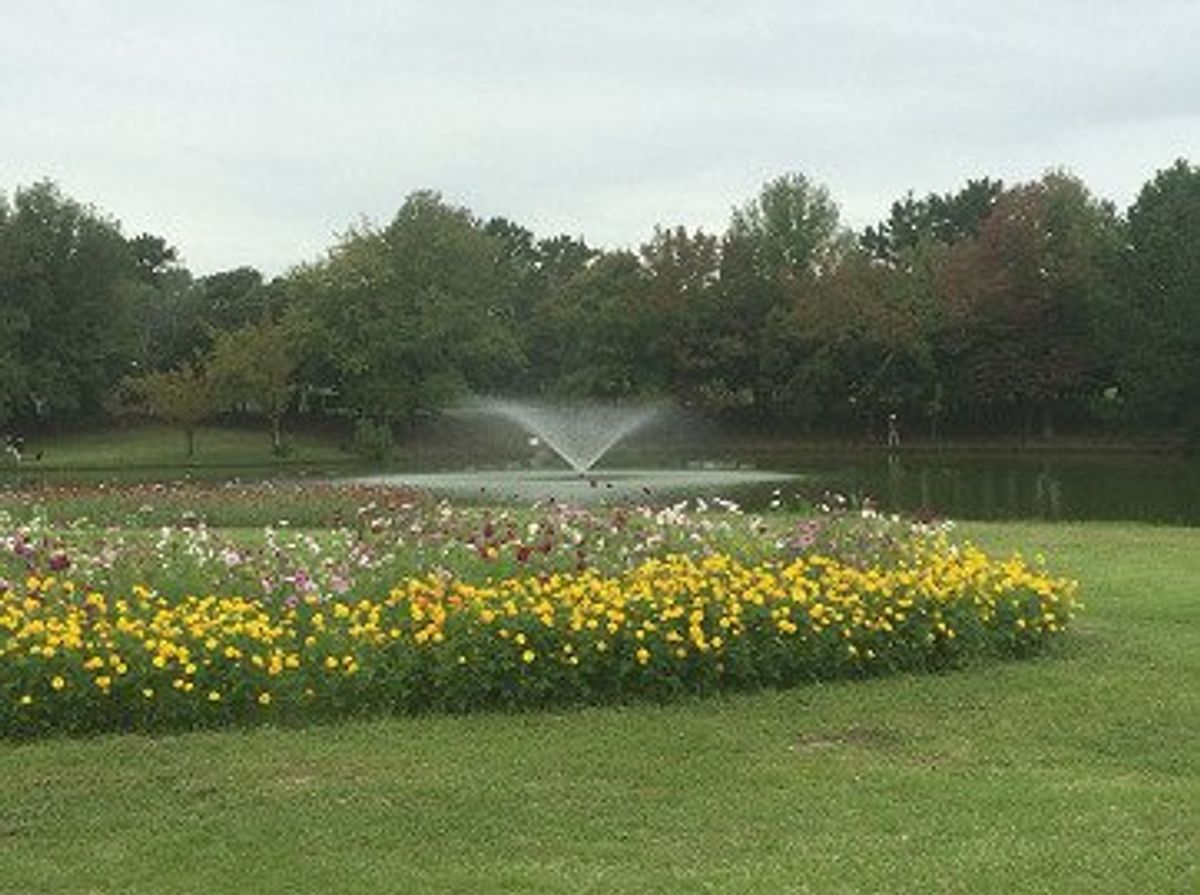 期待を胸に膨らませたどり着くとコスモスがあまり咲いていない。コスモスの絨毯...