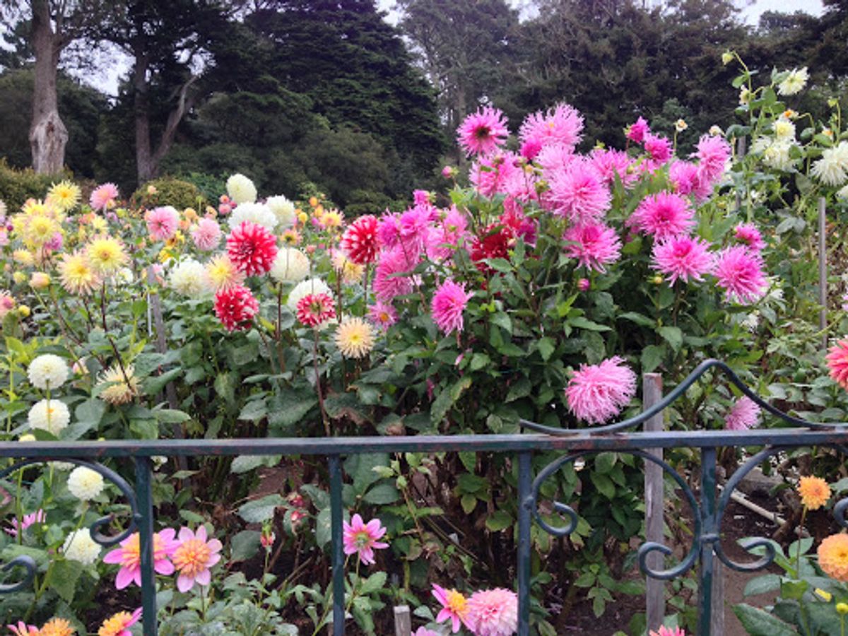 霧の街サンフランシスコ