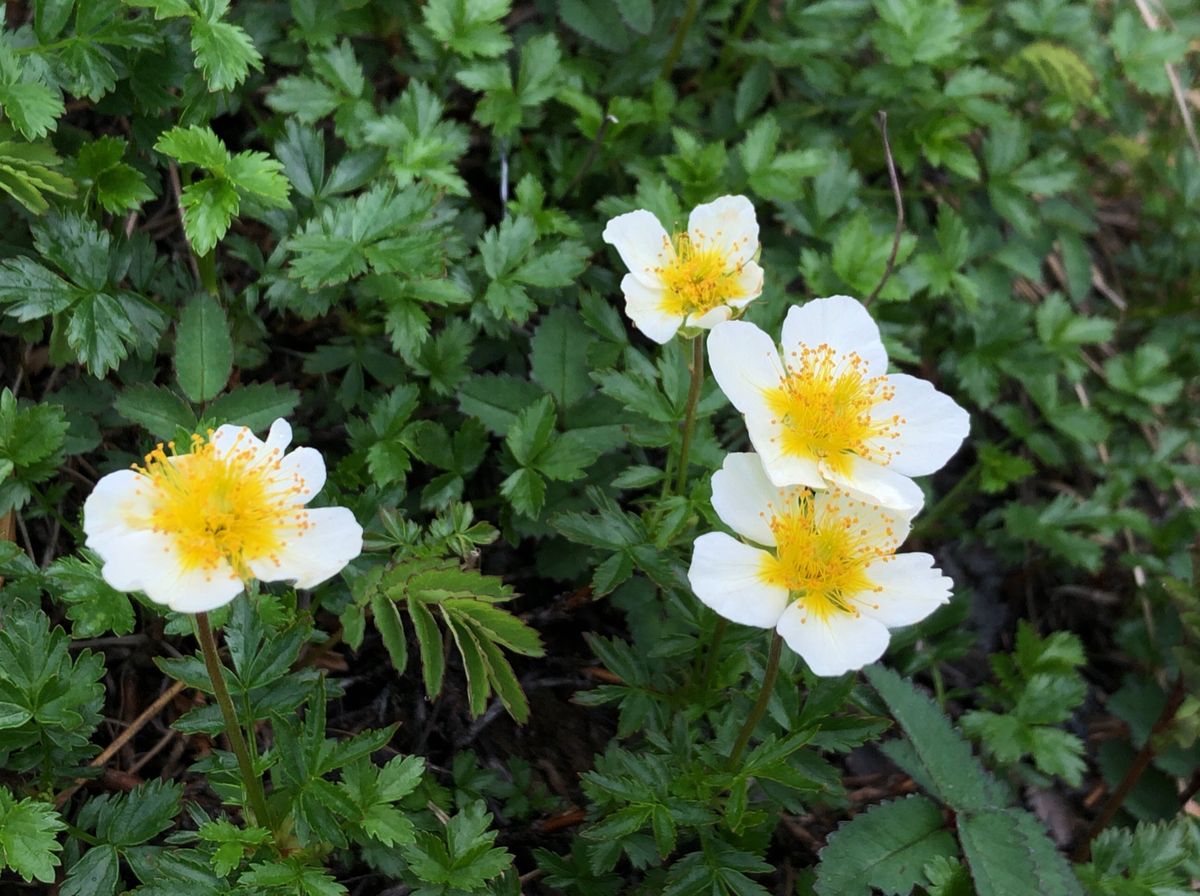 八方尾根と白馬五竜のトレッキング。コマクサ、チングルマ、シャクナゲ、ハッポ...