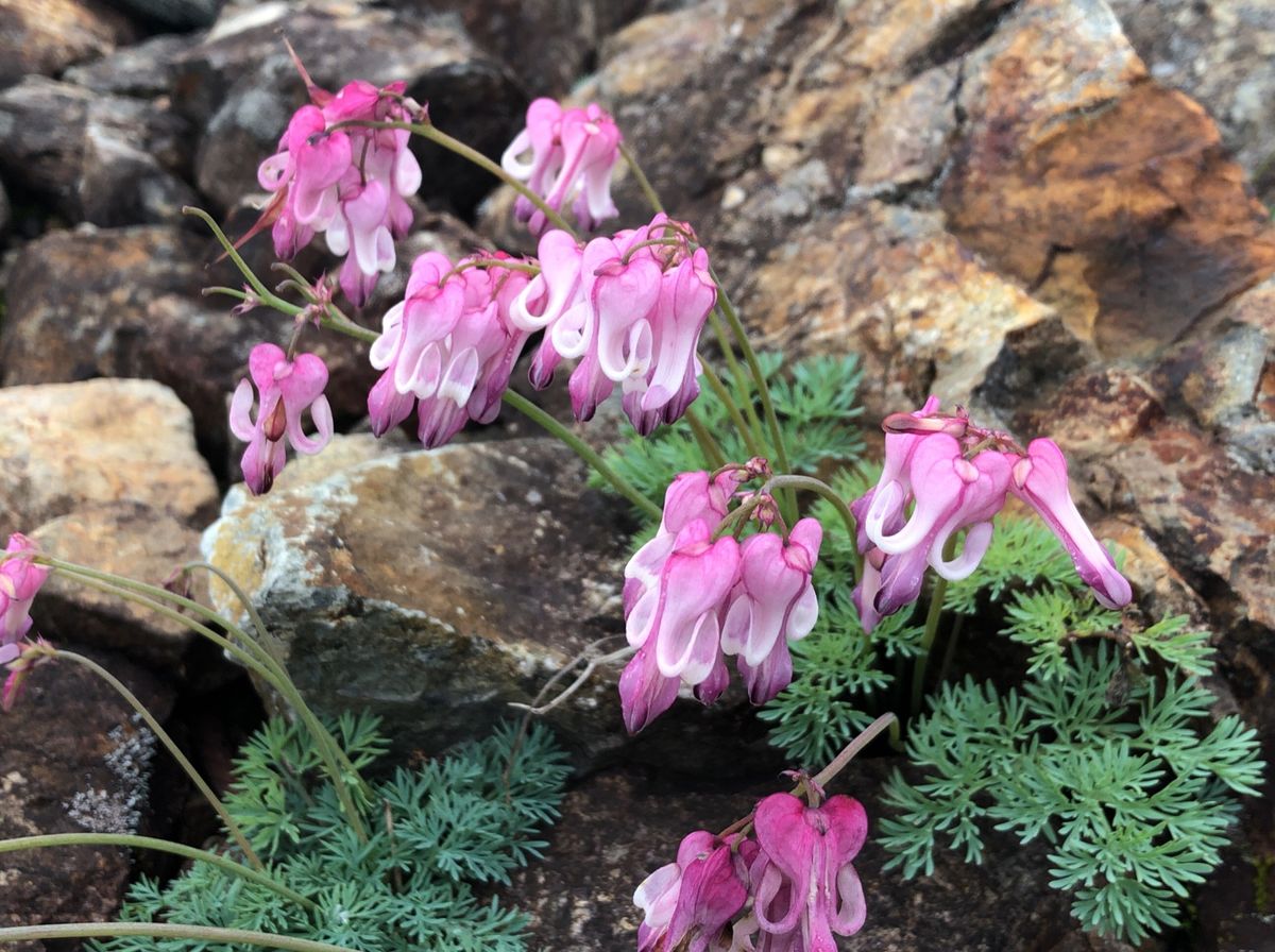 八方尾根と白馬五竜のトレッキング。コマクサ、チングルマ、シャクナゲ、ハッポ...